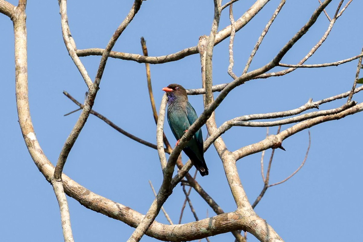 Dollarbird - ML646232506