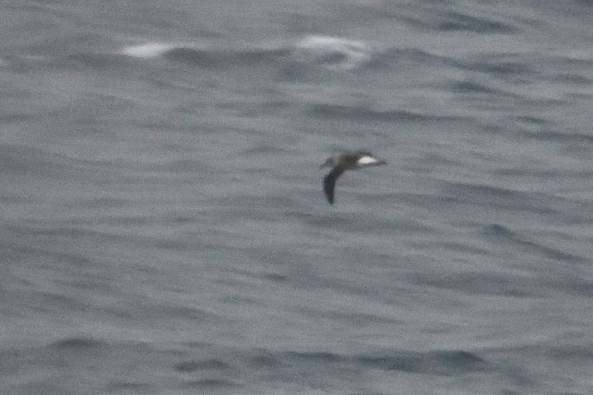 Albatros burugrisa - ML646232507