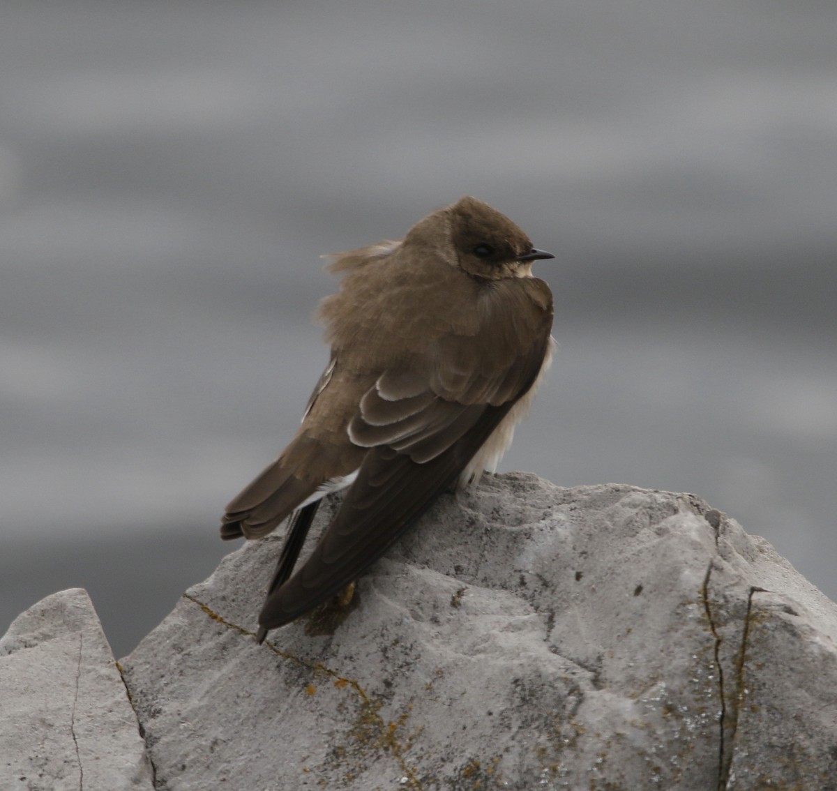 Northern Rough-winged Swallow - ML646232508