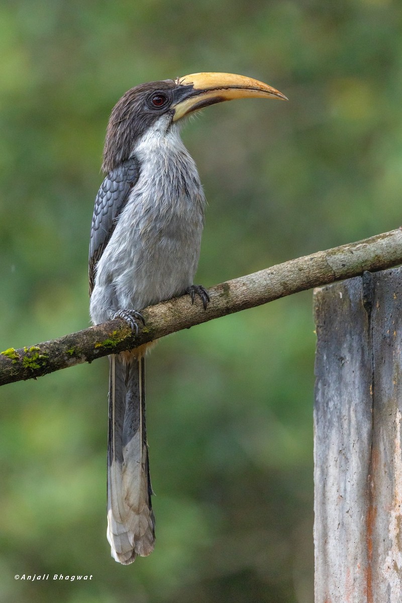 Sri Lanka Gray Hornbill - ML646232512