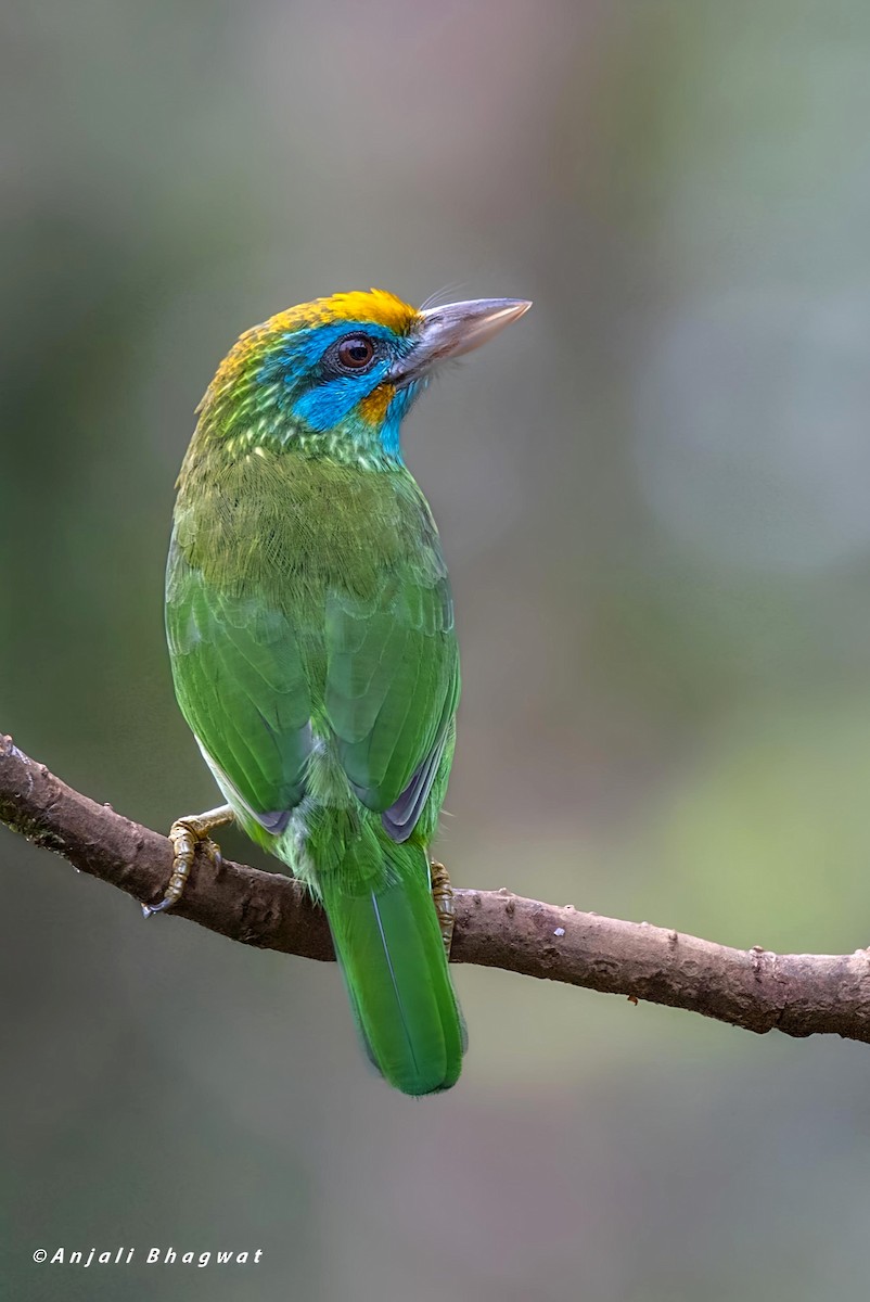 Yellow-fronted Barbet - ML646232521