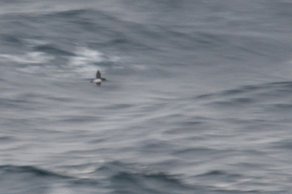 Common Diving-Petrel - ML646232526
