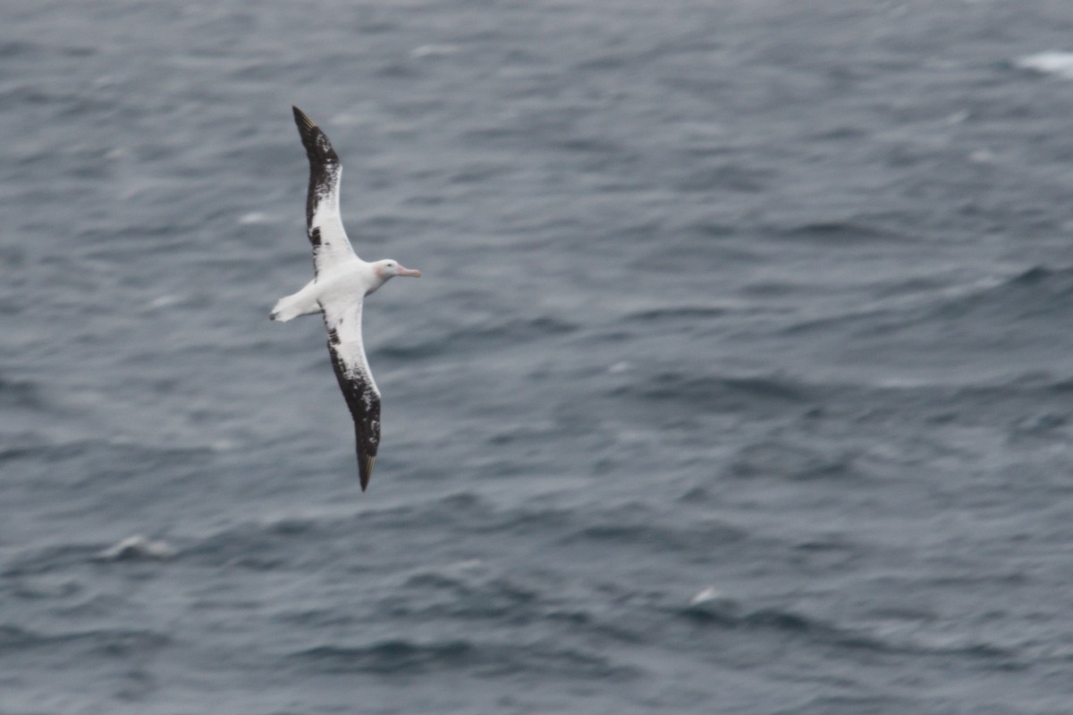 Snowy Albatross - ML646232528