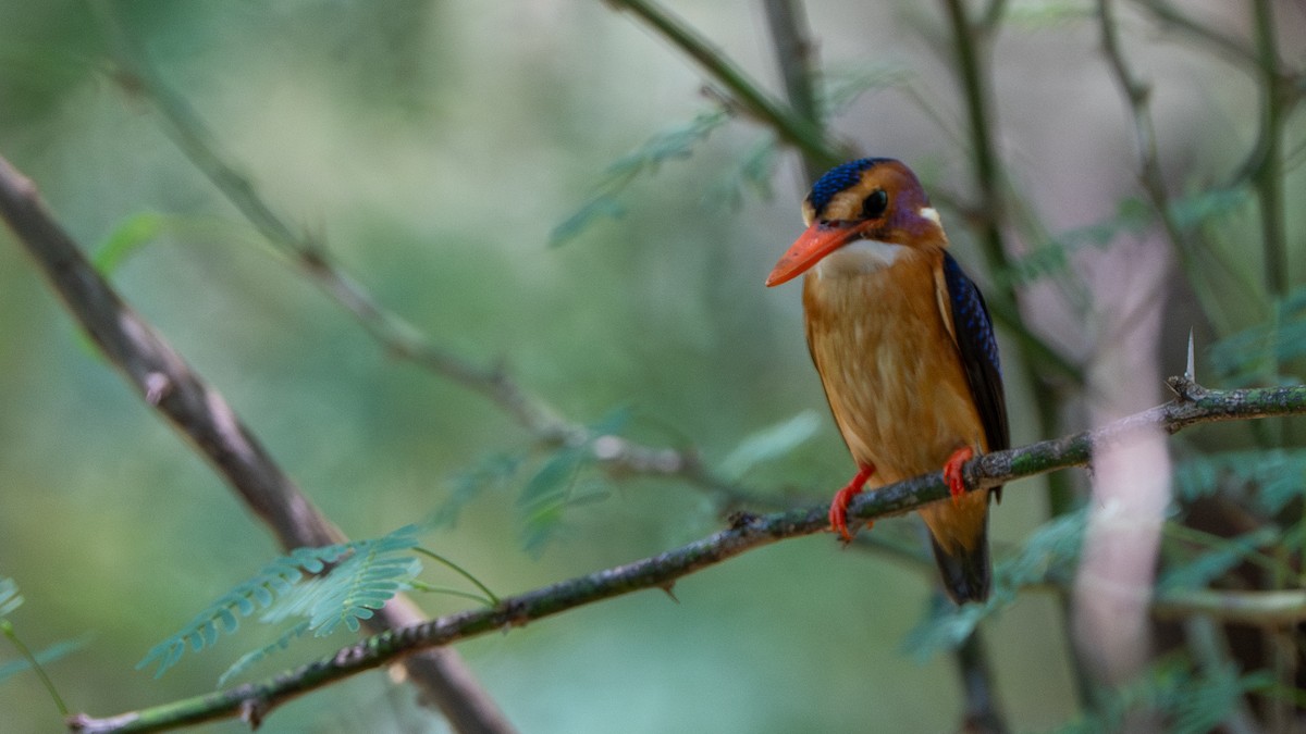 African Pygmy Kingfisher - ML646232529
