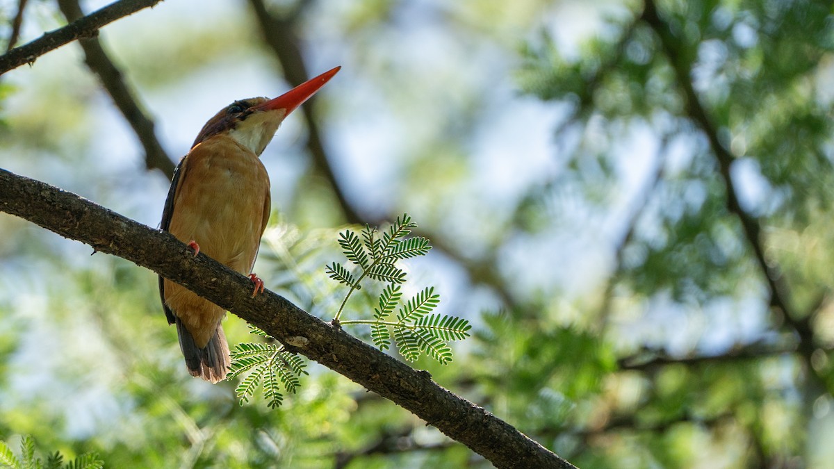 African Pygmy Kingfisher - ML646232530