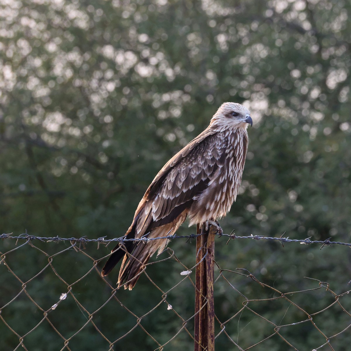 Black Kite (Black-eared) - ML646232531