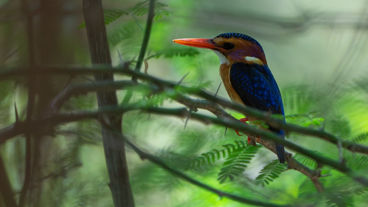 African Pygmy Kingfisher - ML646232532