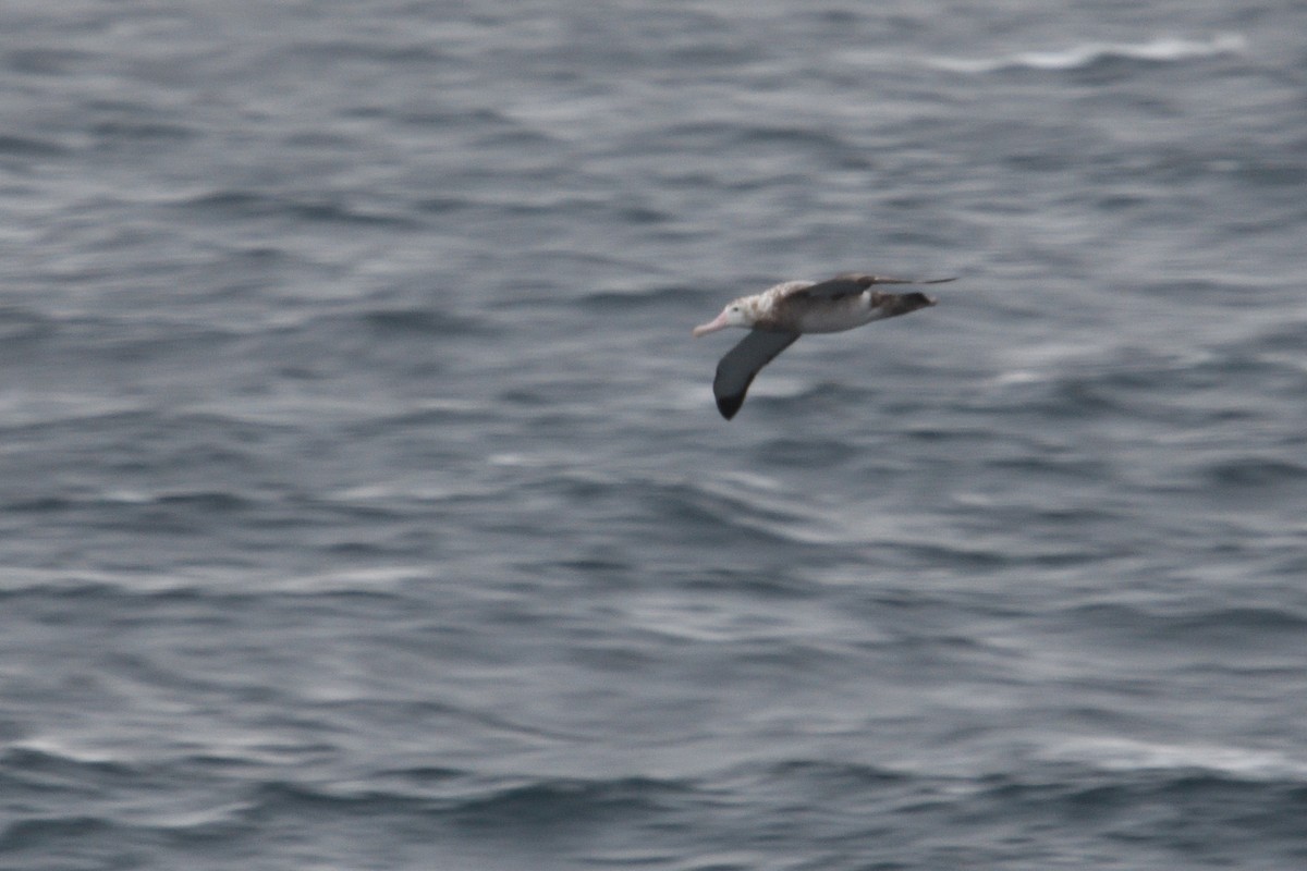 Snowy Albatross - ML646232533