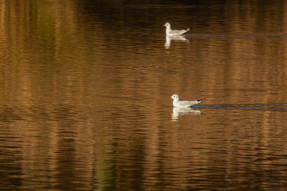 Black-headed Gull - ML646232534