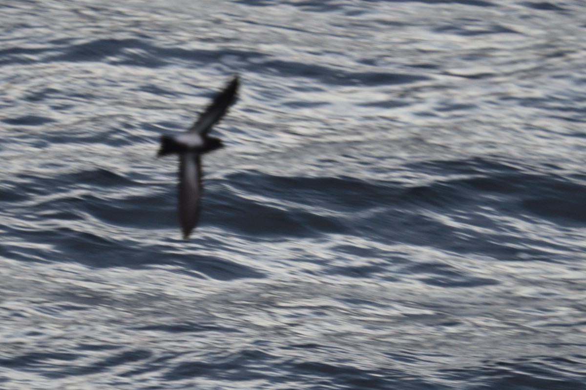Black-bellied Storm-Petrel - ML646232535