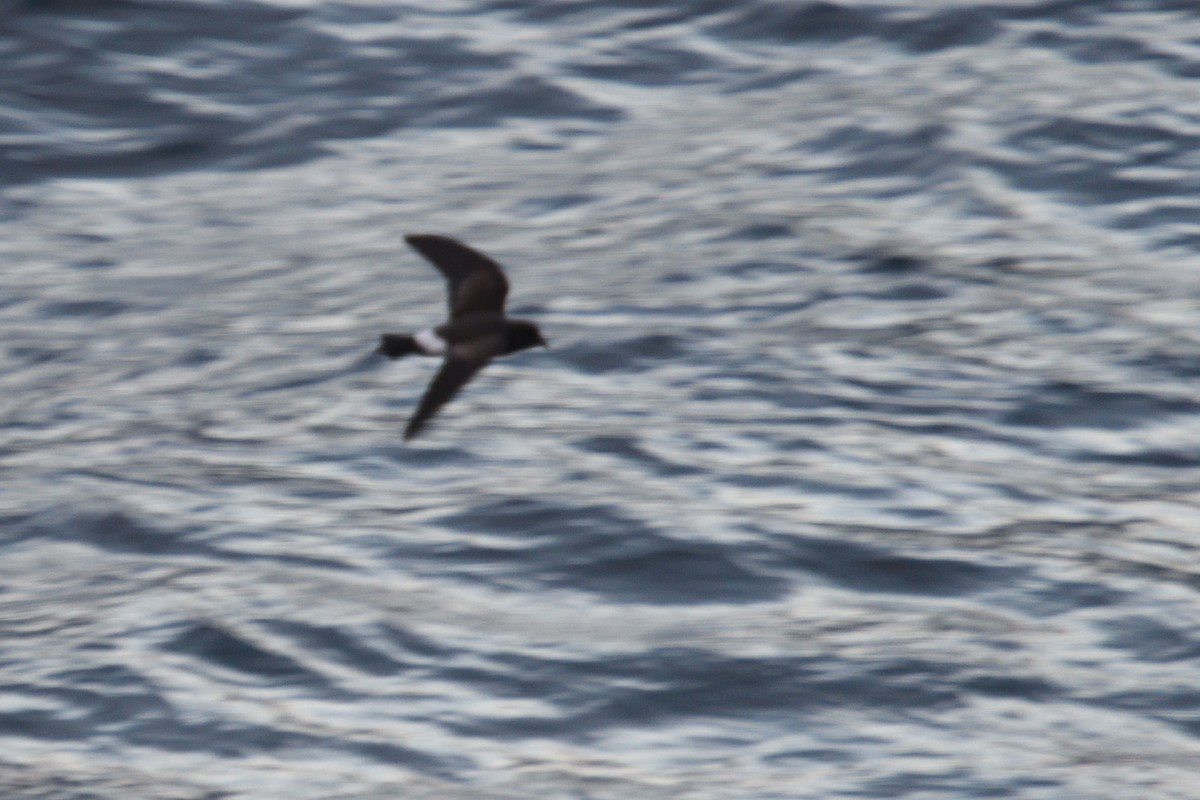 Black-bellied Storm-Petrel - ML646232536