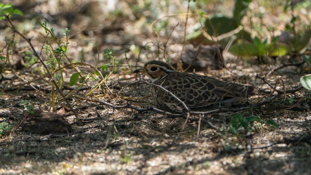Three-banded Courser - ML646232537