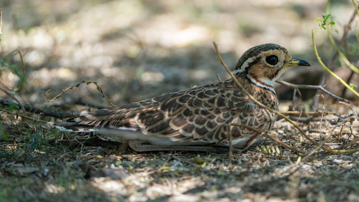 Three-banded Courser - ML646232538