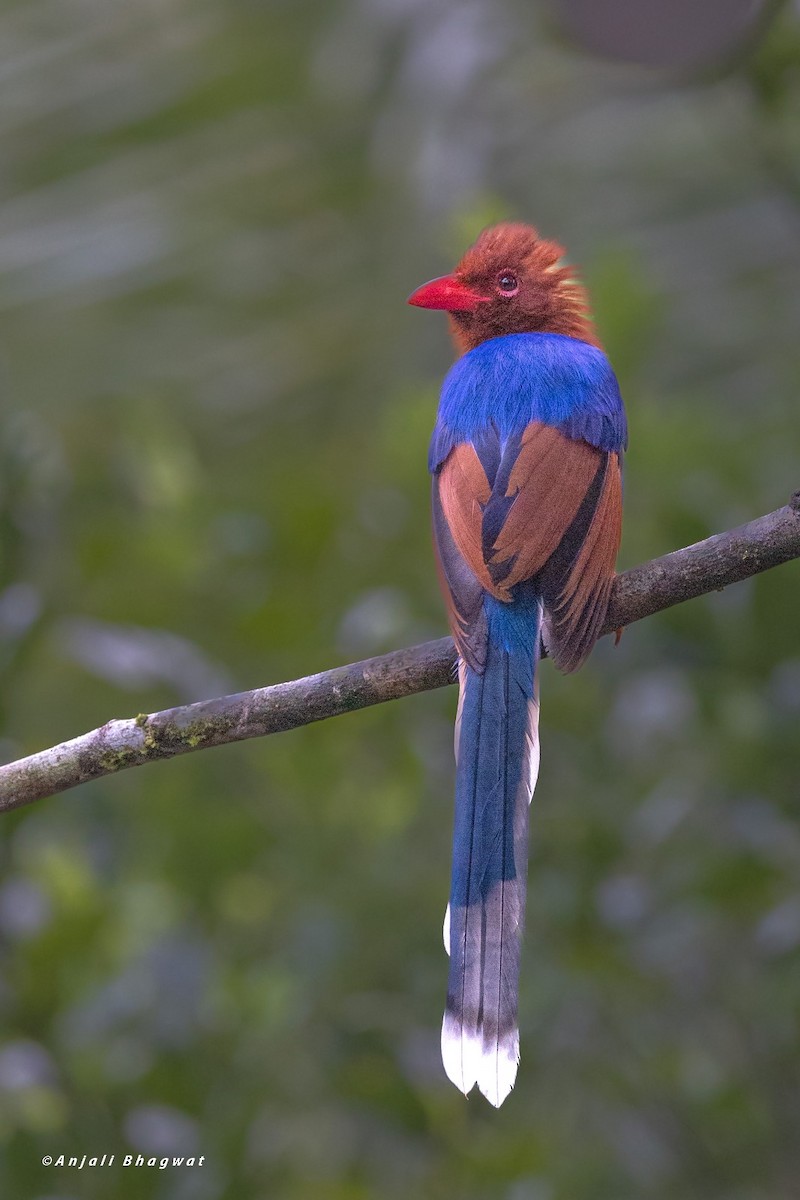 Sri Lanka Blue-Magpie - ML646232539