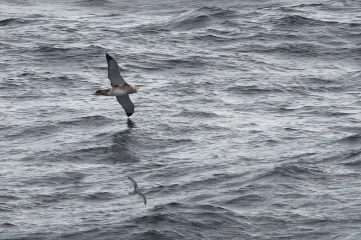 Snowy Albatross - ML646232542