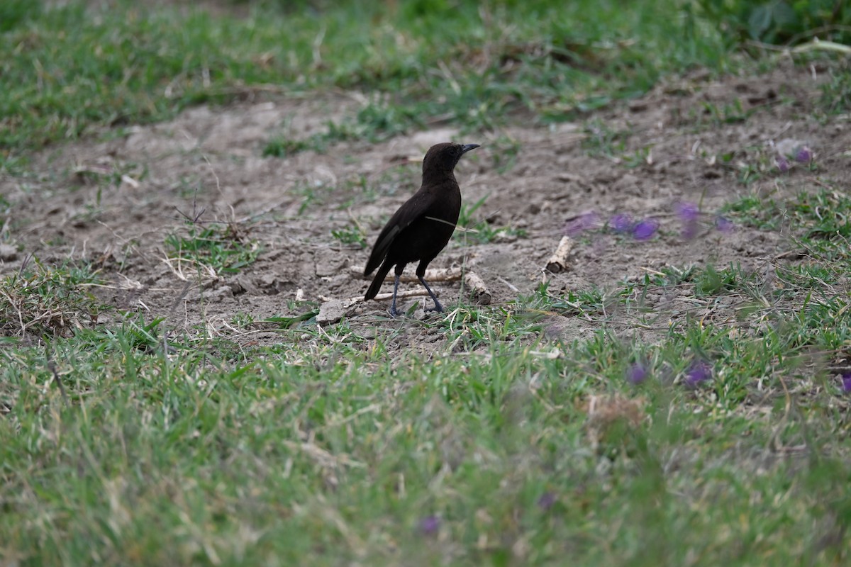 Northern Anteater-Chat - ML646232544