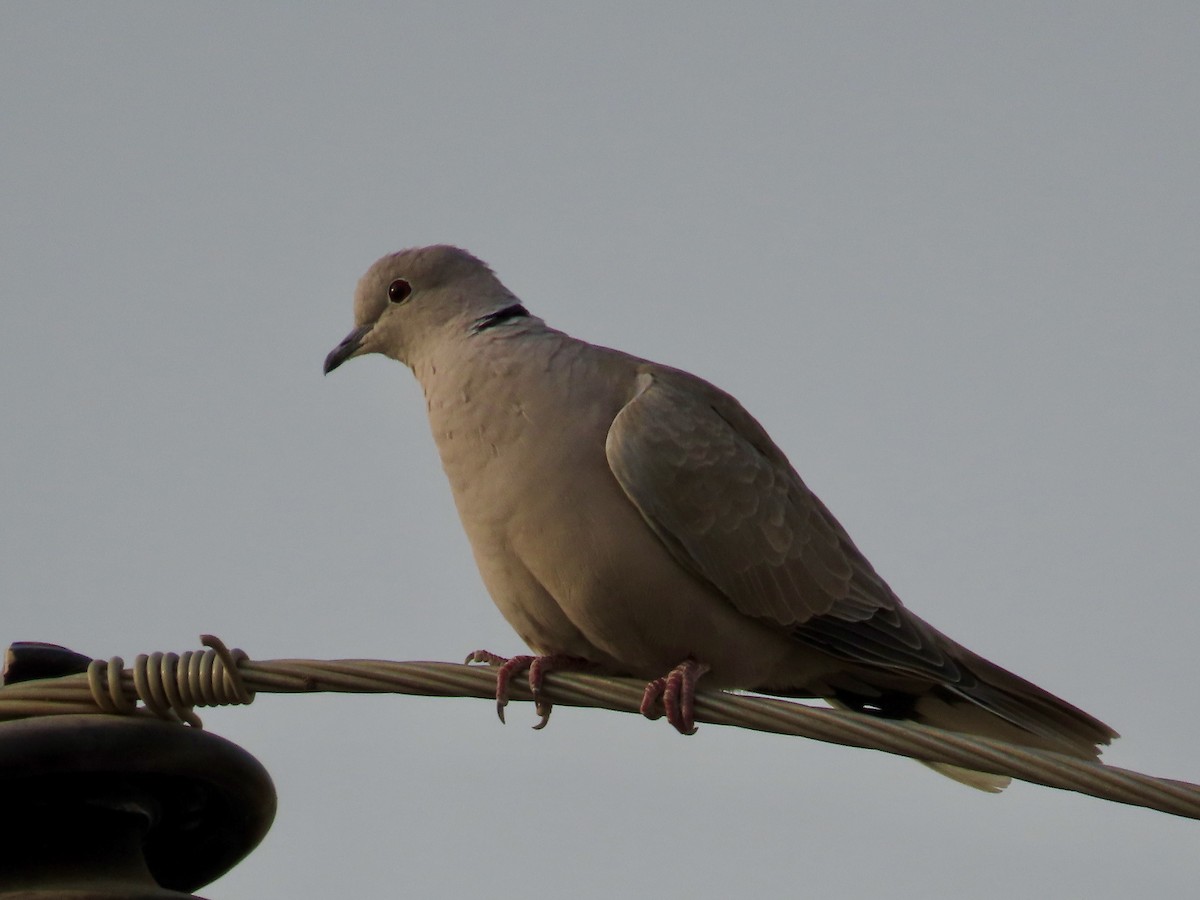 Eurasian Collared-Dove - ML646232546