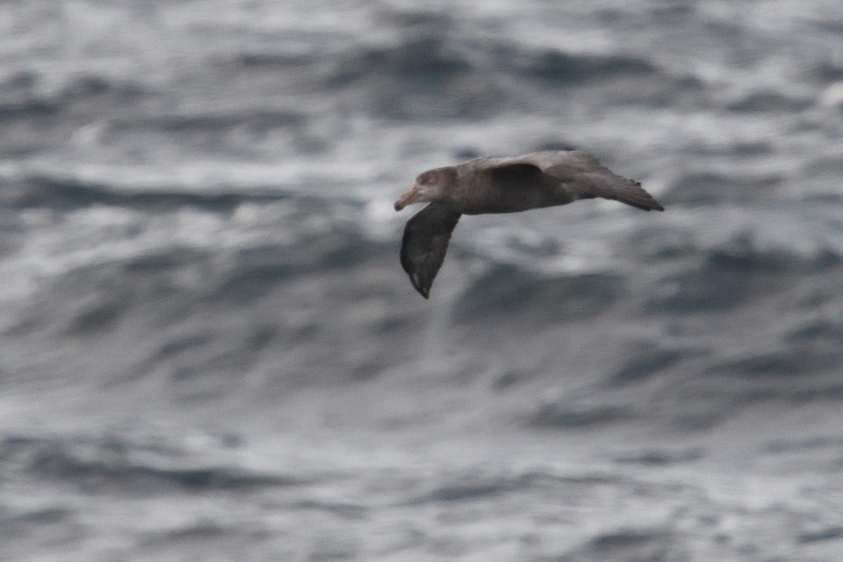 Southern/Northern Giant-Petrel - ML646232547