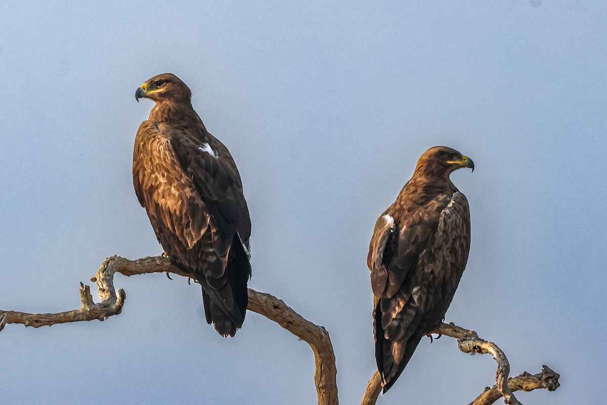 Steppe Eagle - ML646232549