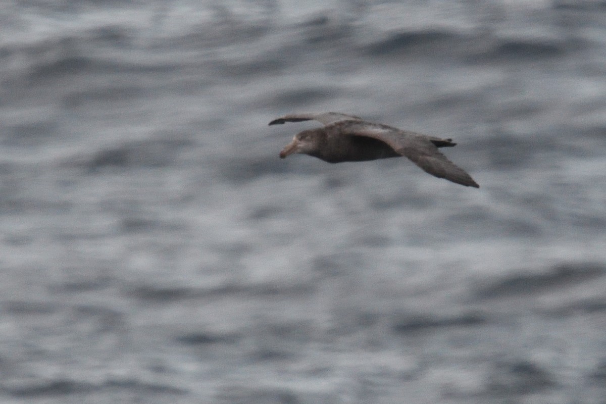 Southern/Northern Giant-Petrel - ML646232550