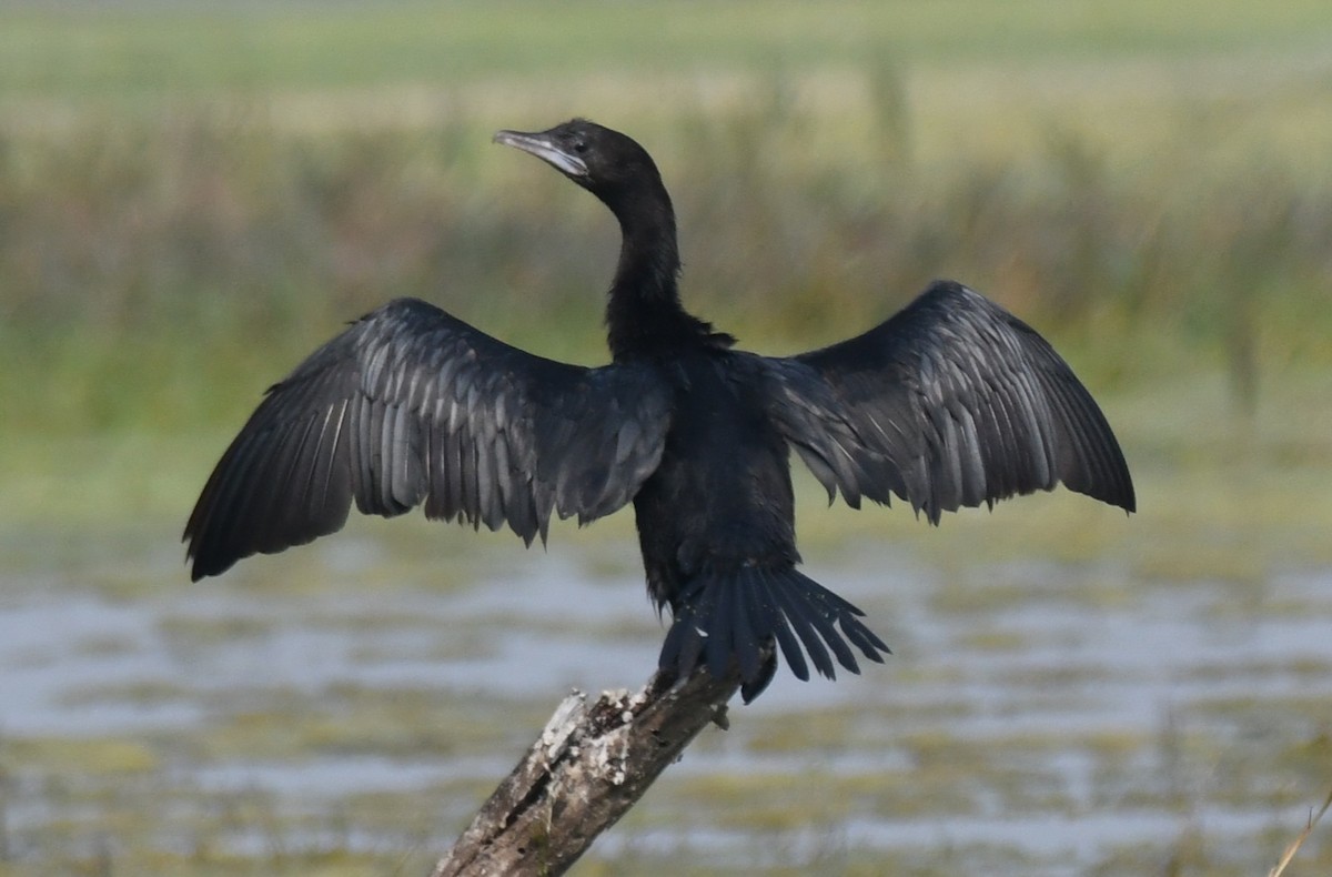 Little Cormorant - ML646232551