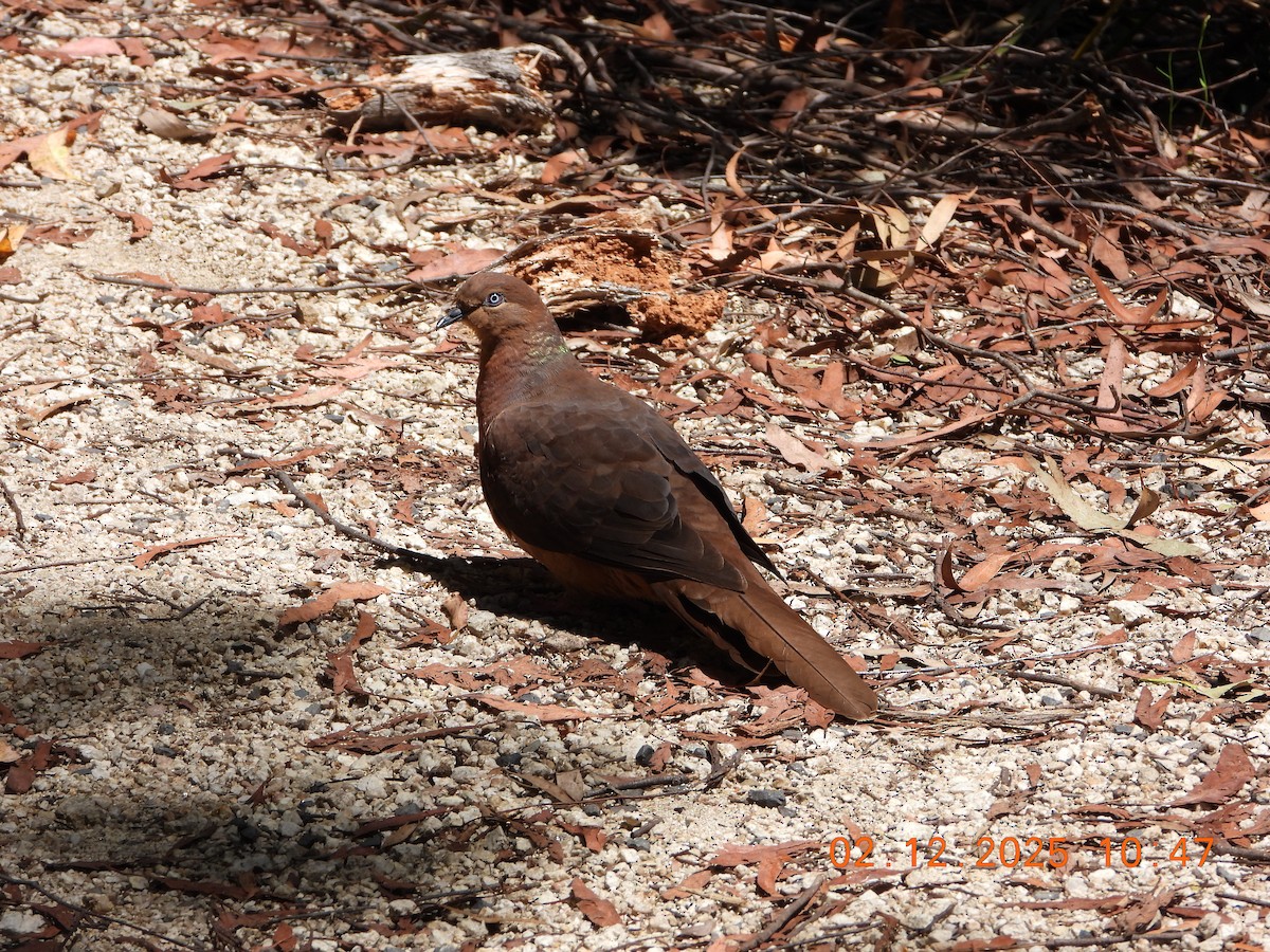 Brown Cuckoo-Dove - ML646232552
