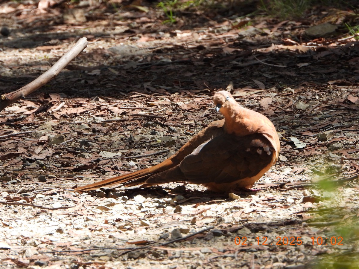 Brown Cuckoo-Dove - ML646232553