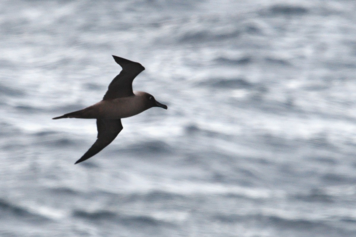 Light-mantled Albatross - ML646232554