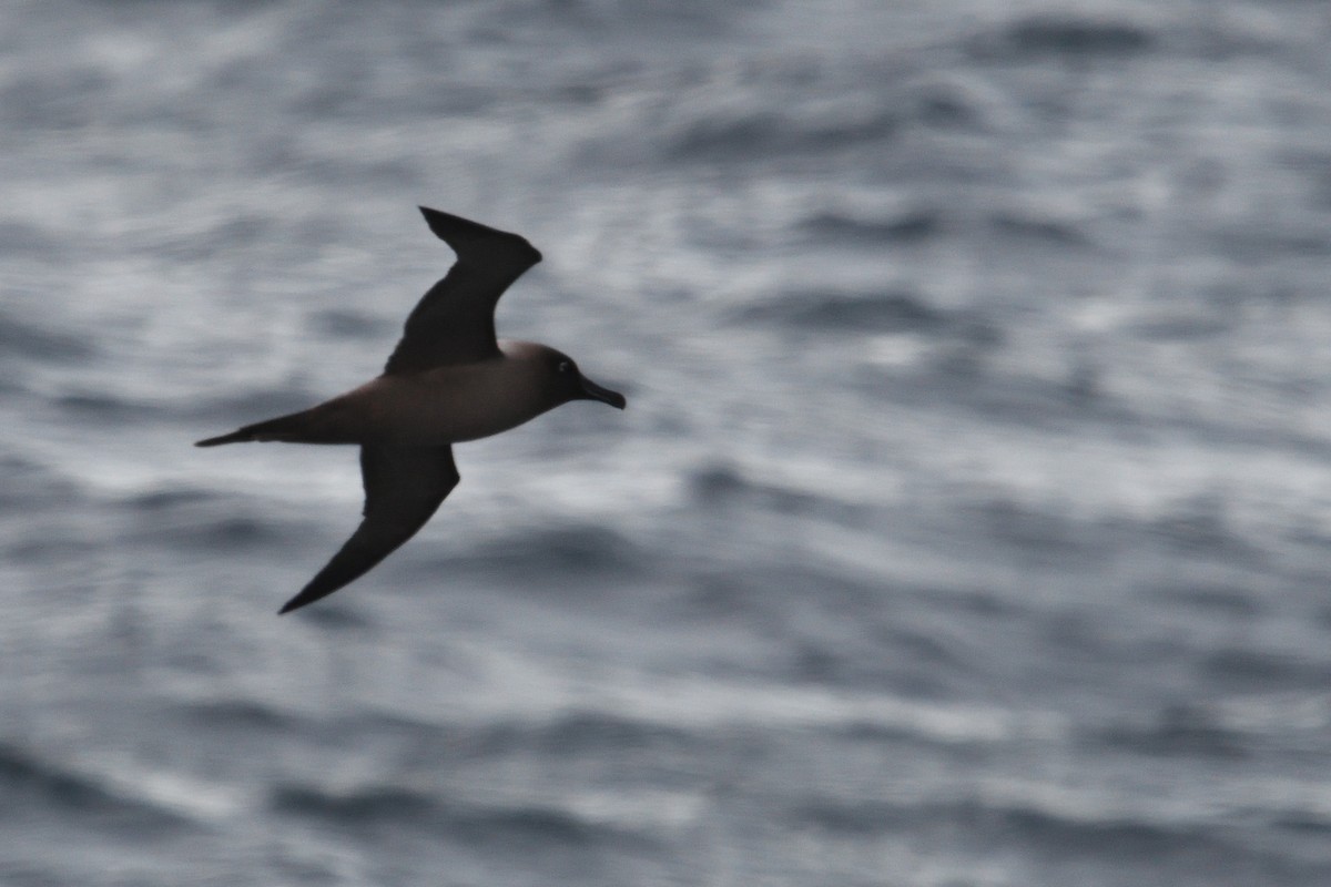 Light-mantled Albatross - ML646232555