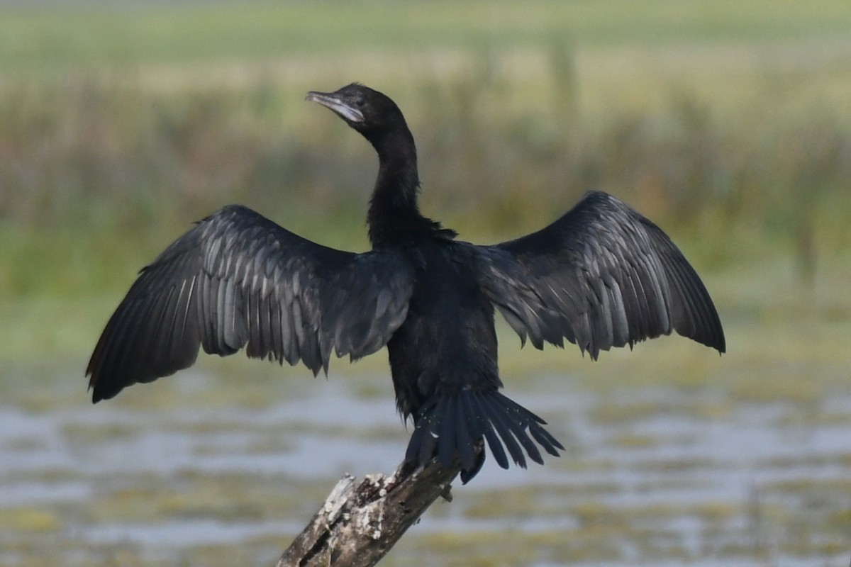 Little Cormorant - ML646232556