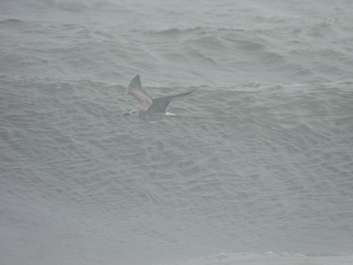 Lesser Black-backed Gull - ML646232557