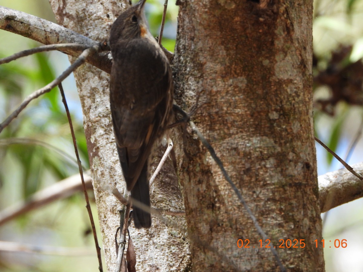 White-throated Treecreeper (White-throated) - ML646232559