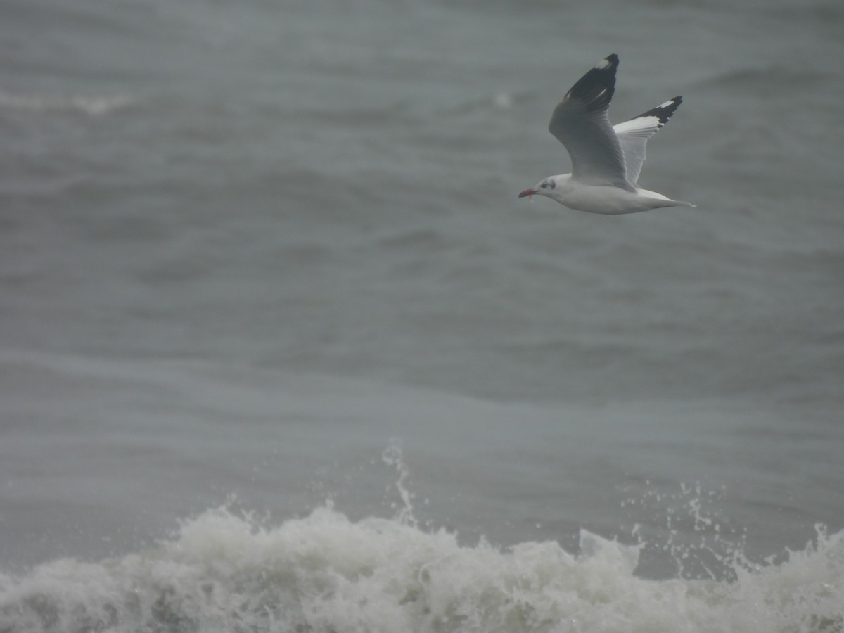 Brown-headed Gull - ML646232562