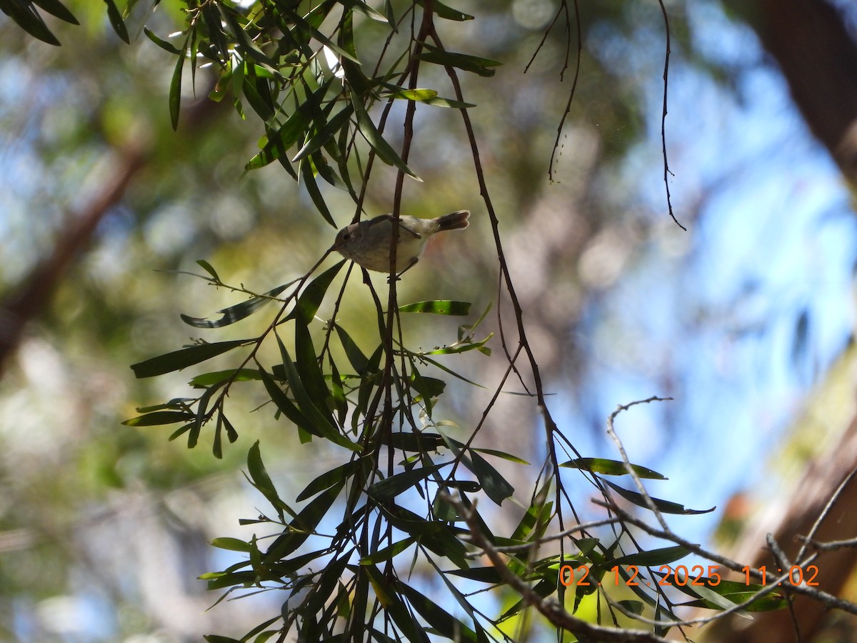 Brown Thornbill - ML646232564