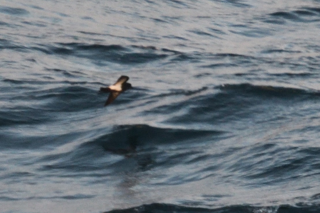 svartbukstormsvale - ML646232570