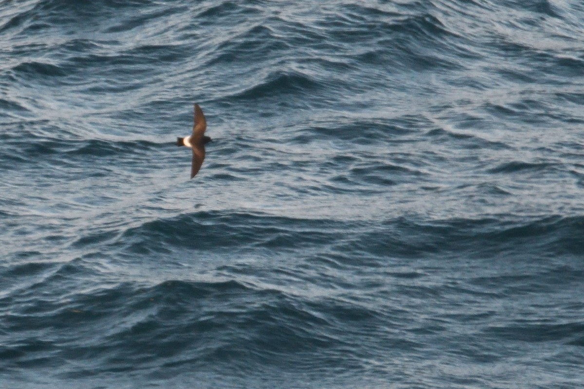 svartbukstormsvale - ML646232571