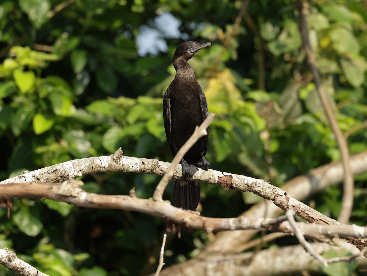 ミナミクロヒメウ - ML646232575