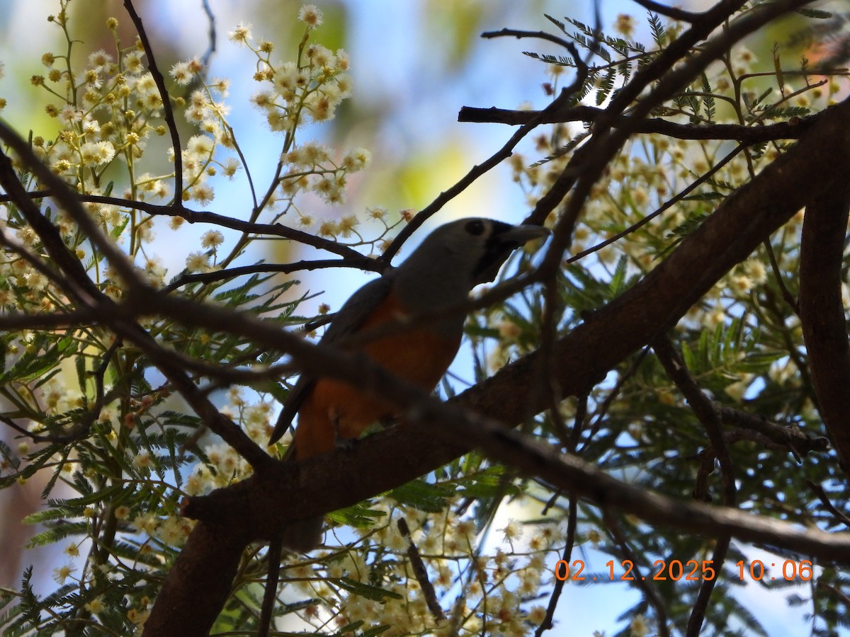 Black-faced Monarch - ML646232599