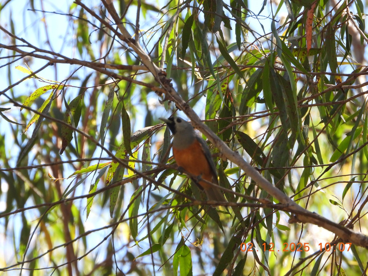 Black-faced Monarch - ML646232601