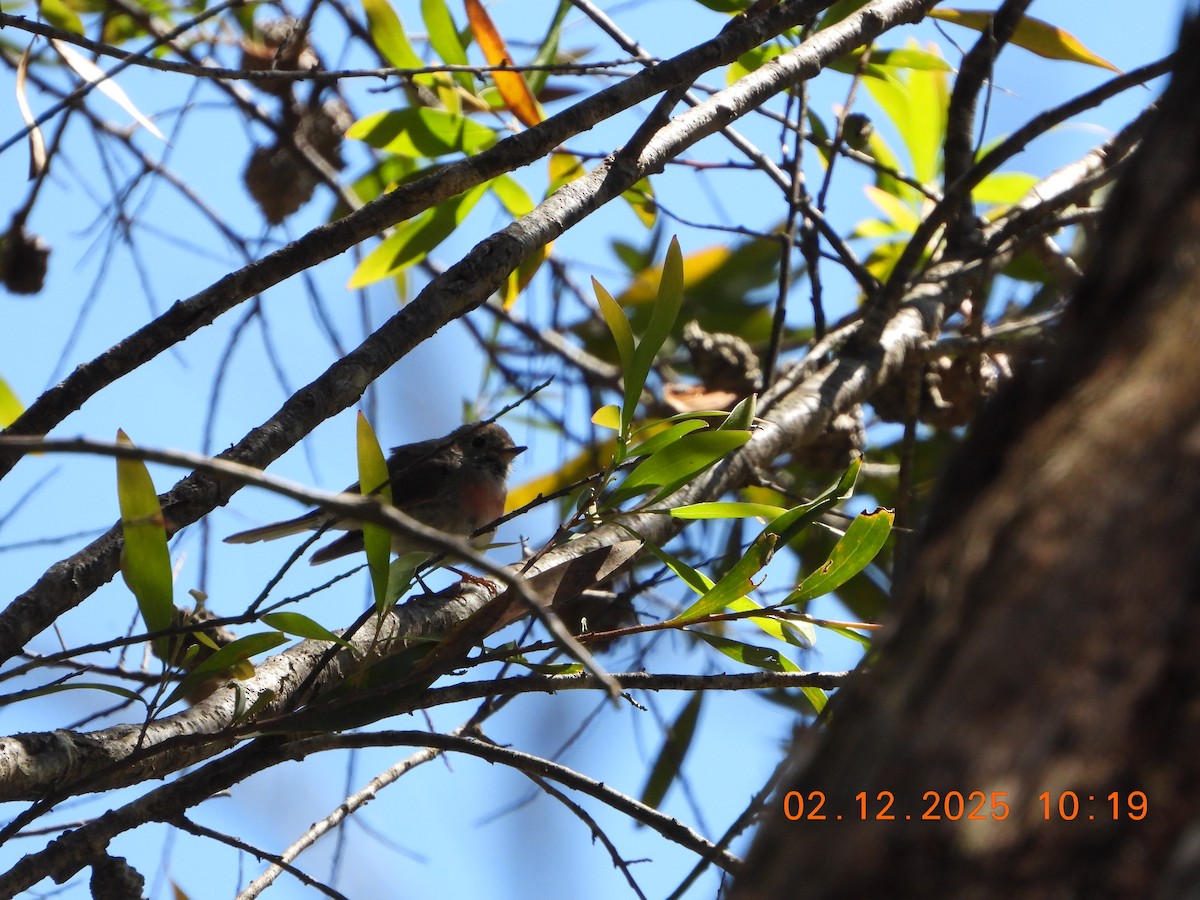 Rose Robin - ML646232617