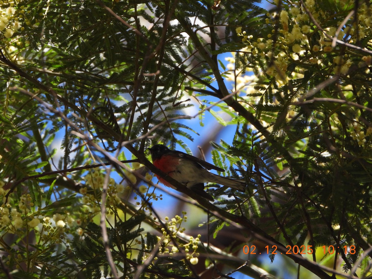 Rose Robin - ML646232618