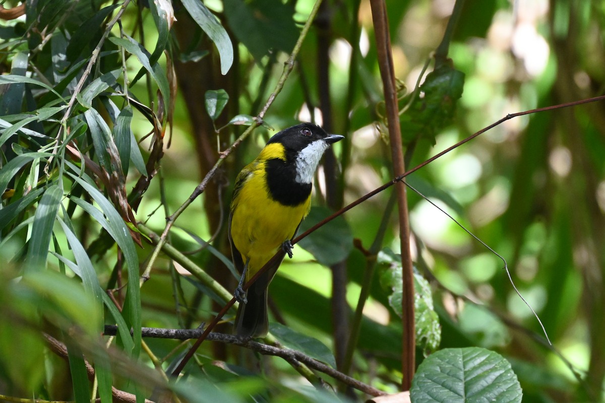 Golden Whistler - ML646232621