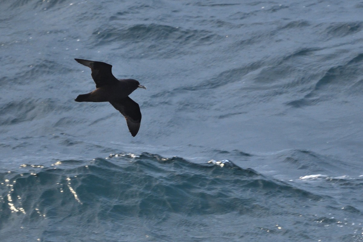 Beyaz Gıdılı Yelkovan - ML646232623