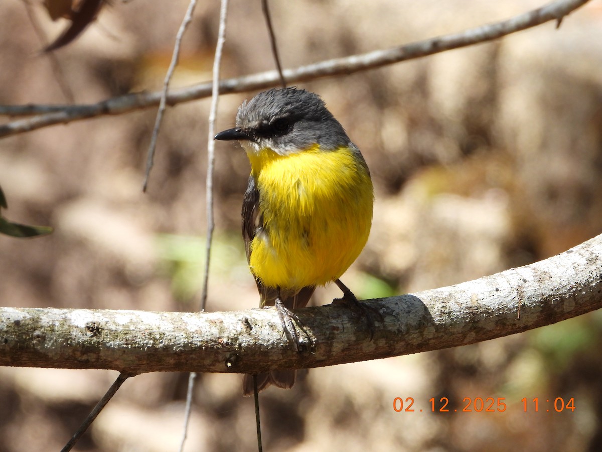 Eastern Yellow Robin - ML646232625