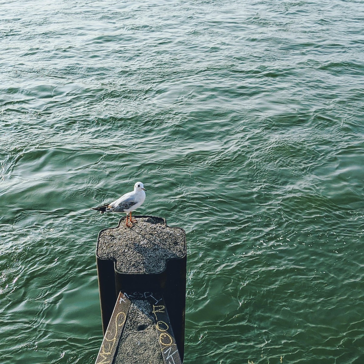 Black-headed Gull - ML646232626