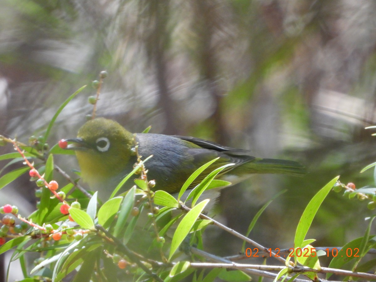 Silvereye - ML646232630