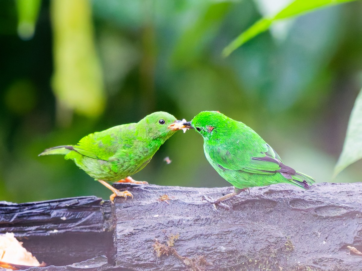 Glistening-green Tanager - ML646232631
