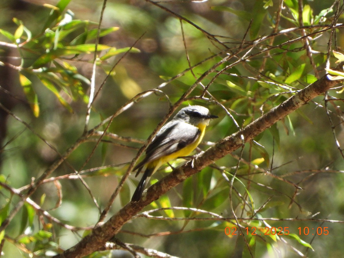 Eastern Yellow Robin - ML646232635