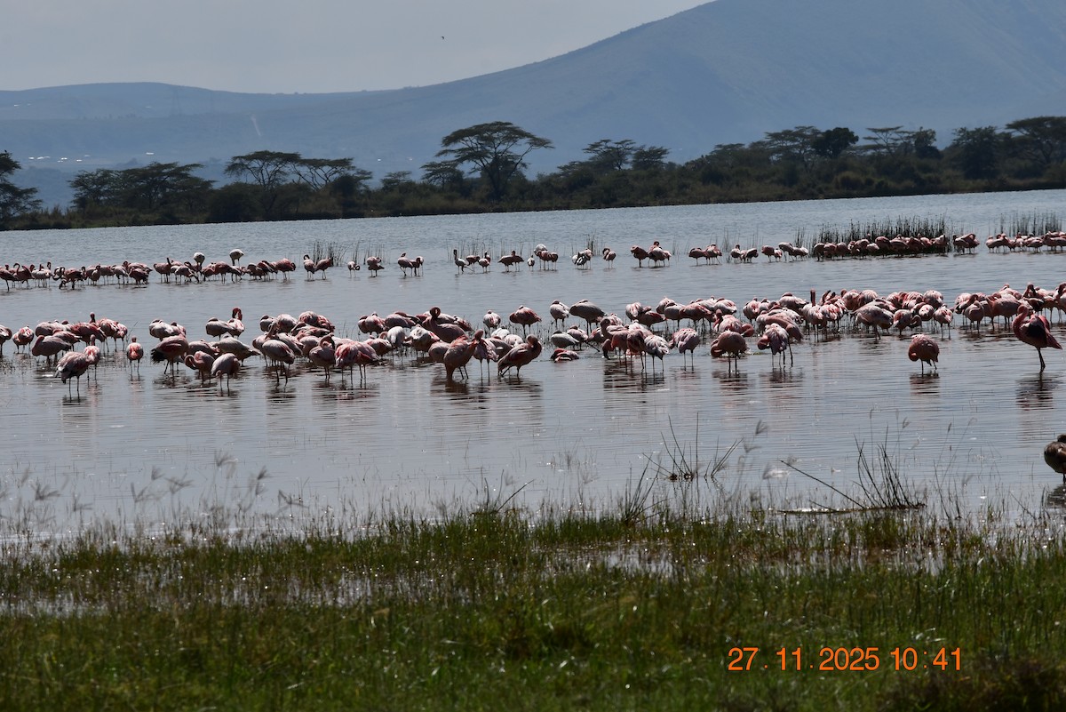 Малый фламинго - ML646232644