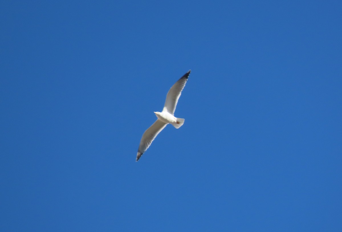 Yellow-legged Gull - ML646232654